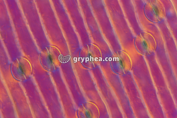 Stomates de feuille de Poireau x100 - gryphea.com